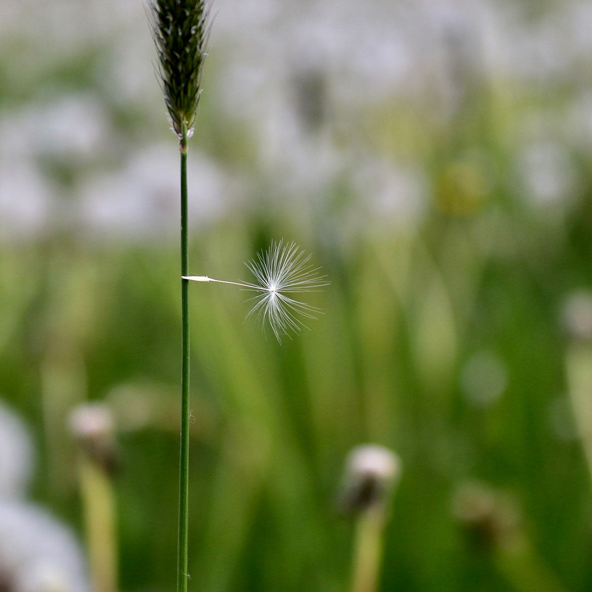 Das rd-pictures Motiv Fallschirm zeigt einen Bestandteil einer Pusteblume, die an einem Grashalm hängen geblieben ist.
