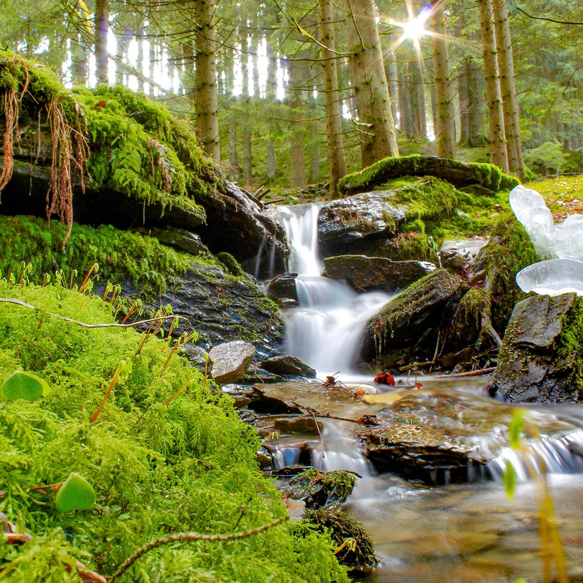Das rd-pictures Motiv "Hexenplatz" zeigt einen kleinen Bachlauf mit Gefälle, in dem das Wasser sanft herunterfließt. Der Bach ist umsäumt von vermoostem Boden und Ästen. Im Hintergrund sieht man Wald und einen Sonnenstern der dazwischen hervorblickenden Sonne. Dieser Ort, Hexenplatz genannt, ist Teil des Waldskulpturenweges im Sauerland.