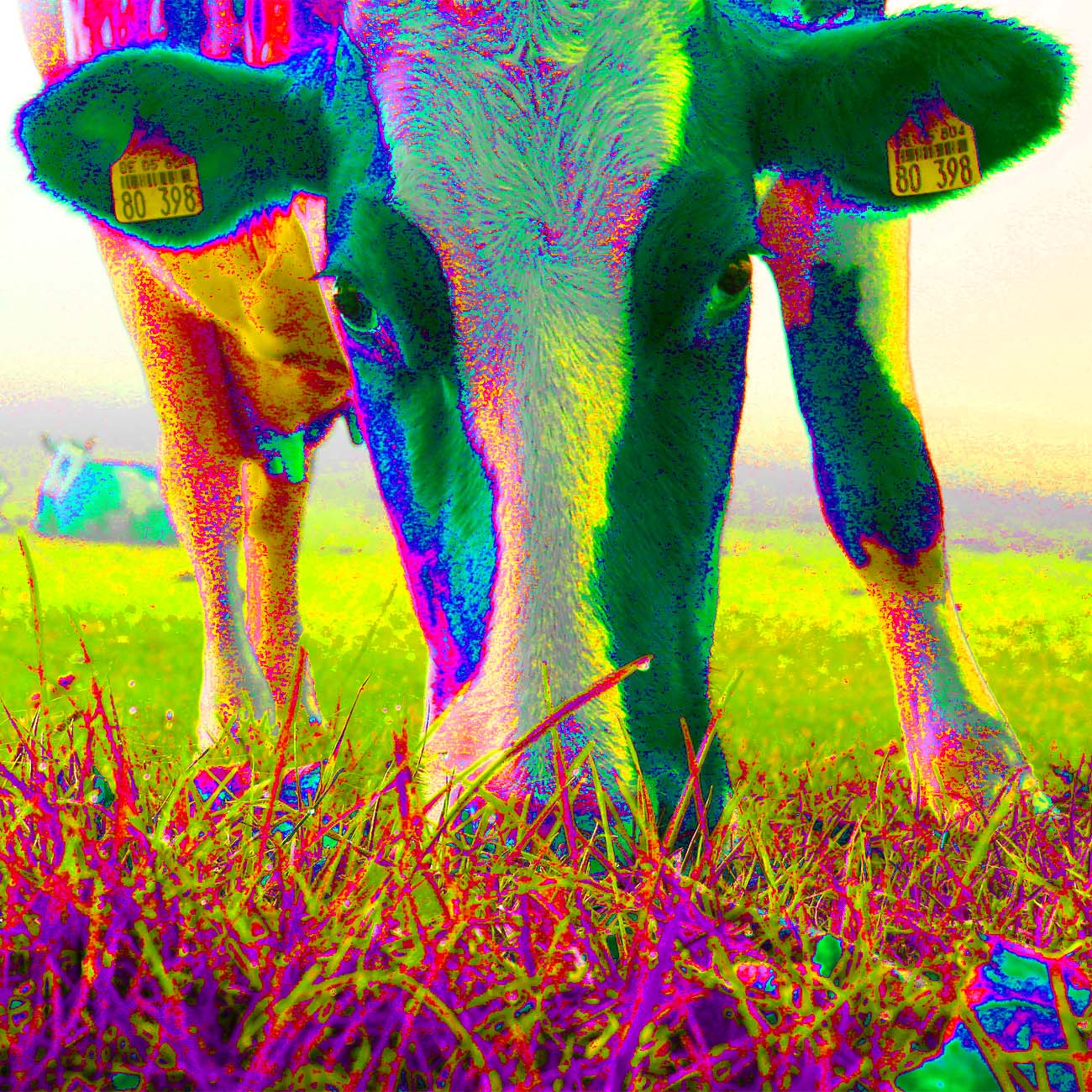 Popart Bild "Kuh"
