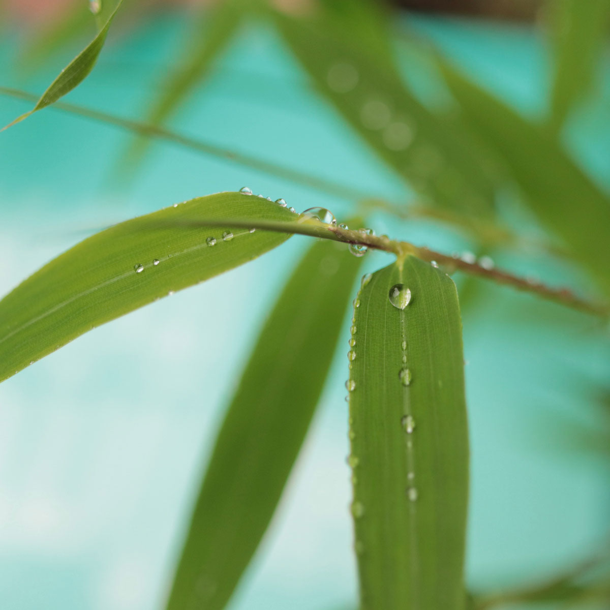 Das rd-pictures Motiv "Morgentau" zeigt größere und kleinere Tropfen des Morgentaus auf Grashalmen.