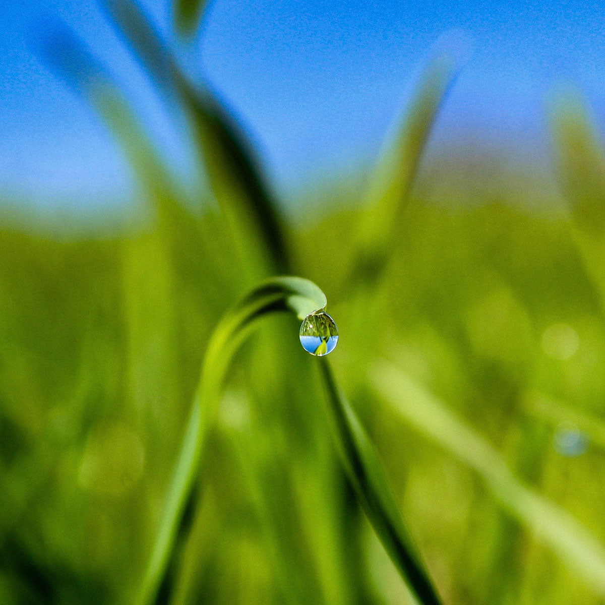 Das rd-pictures Motiv "Nature" zeigt einen Wassertropfen, der an der Spitze eines Grashalms hängt. Der Tropfen wirkt wie eine Fotoglaskugel, der das Motiv auf dem Kopf stehend abbildet.