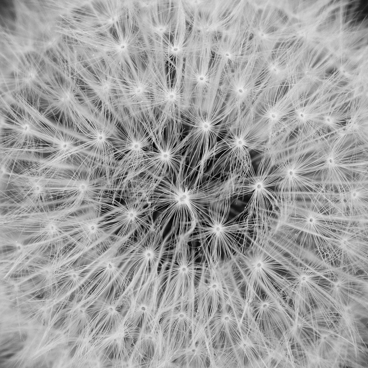 Das rd-pictures Motiv "Pusteblume" zeigt einen Detailausschnitt der Pusteblume in schwarz-weiss.