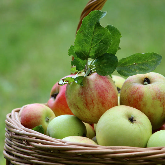 Das rd-pictures Motiv "Apfeltasche" zeigt einen Ausschnitt von einem Korb mit frisch gepflückten, rotwangigen Äpfeln.